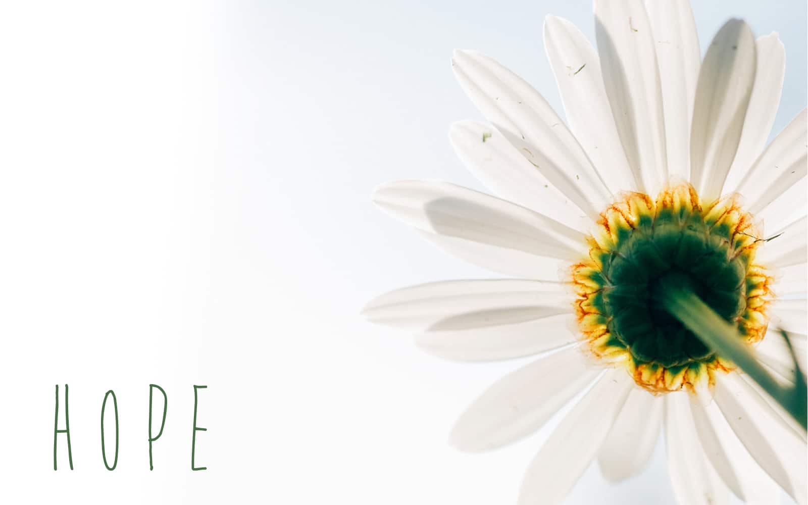 foster care, hoping for parents