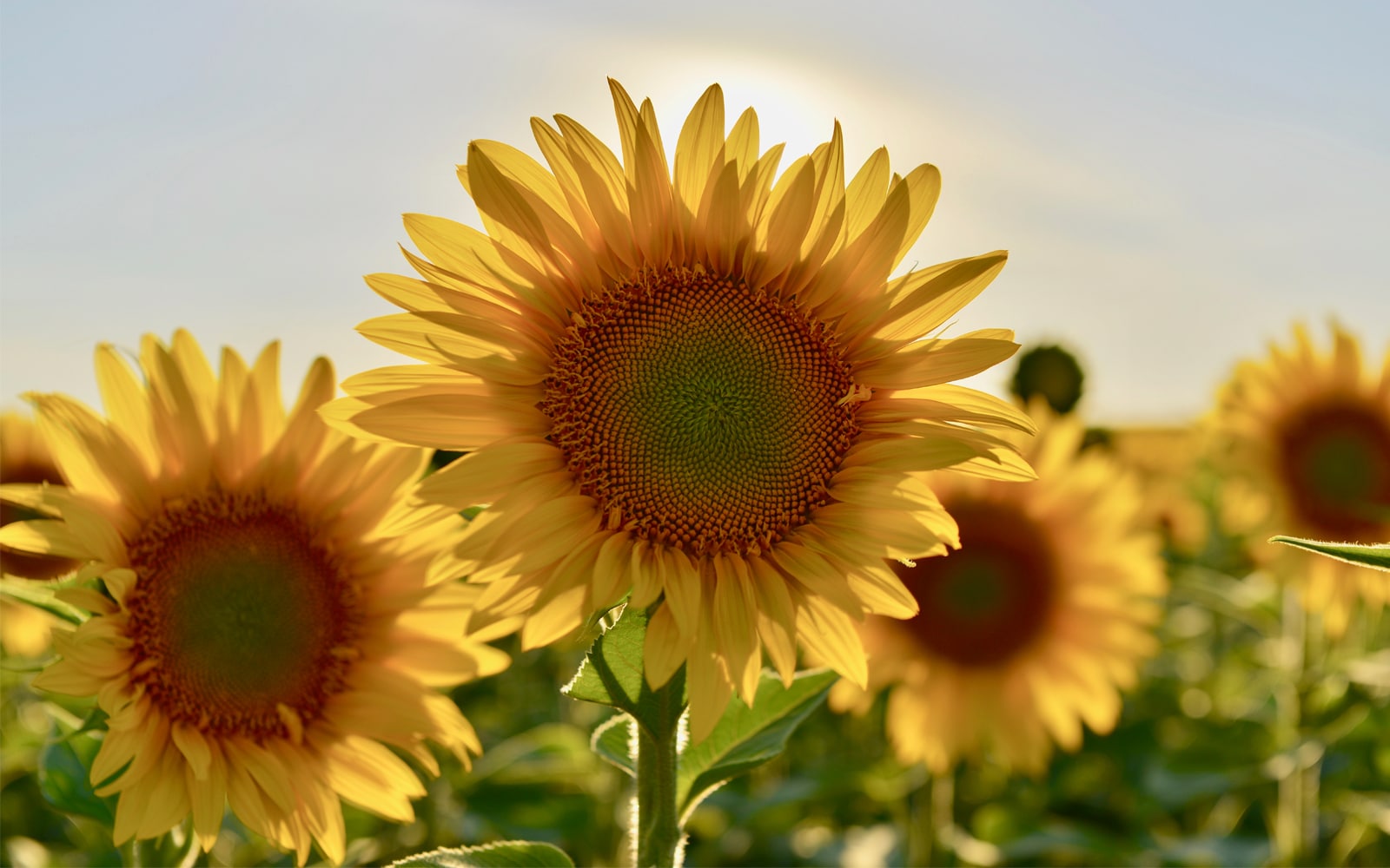 don't give up on being a foster parent