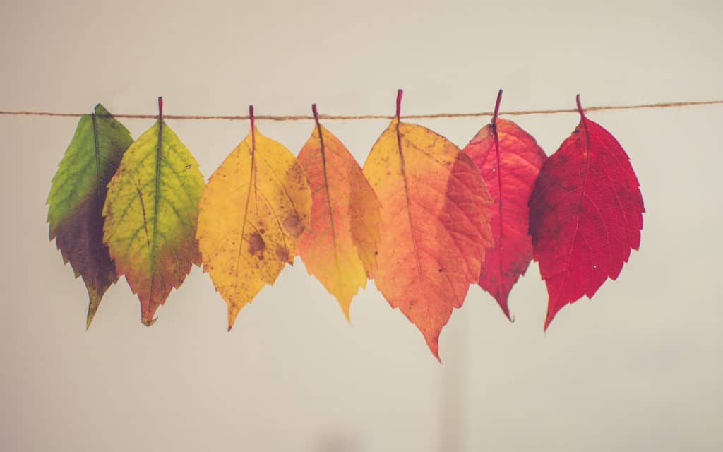 foster care is like changing seasons