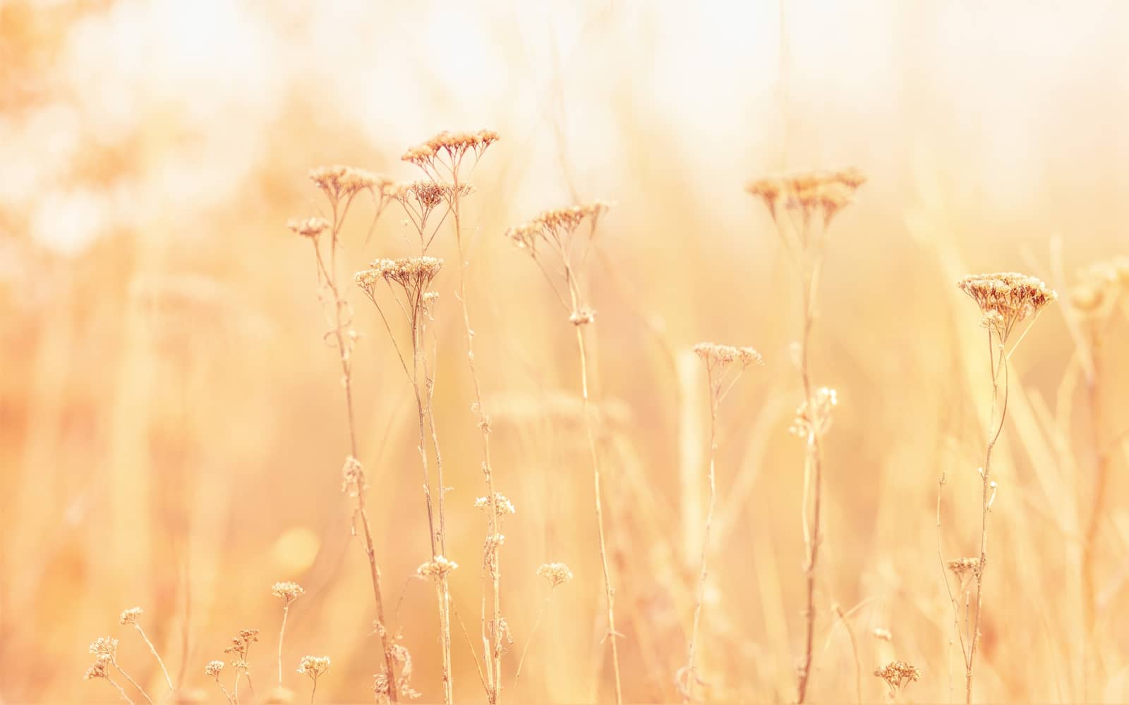 What is foster care like: shift in our life