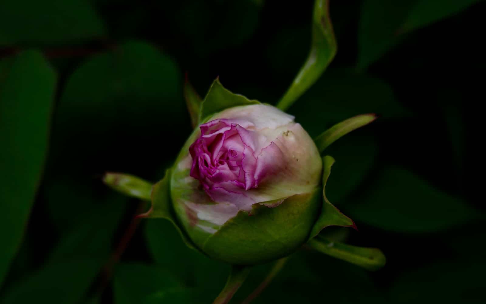 What is Love To Nurture Teleology